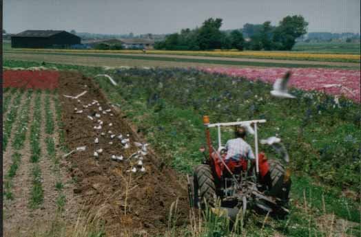 a farmer quite
busy